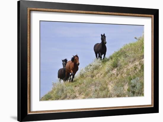 Mustangs of the Badlands-1469-Gordon Semmens-Framed Photographic Print