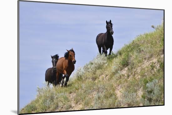 Mustangs of the Badlands-1469-Gordon Semmens-Mounted Photographic Print