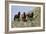 Mustangs of the Badlands-1471-Gordon Semmens-Framed Photographic Print