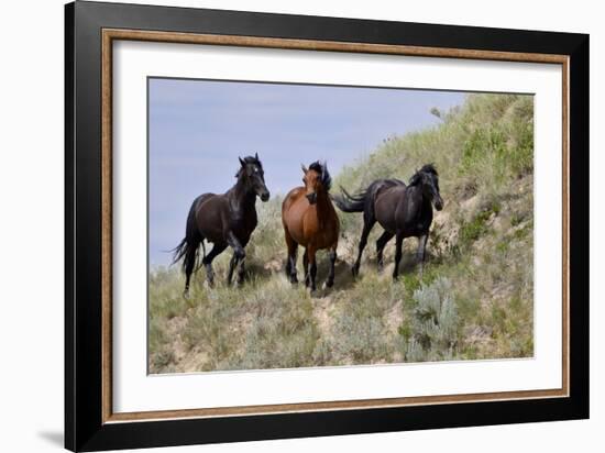 Mustangs of the Badlands-1471-Gordon Semmens-Framed Photographic Print