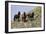 Mustangs of the Badlands-1471-Gordon Semmens-Framed Photographic Print