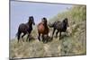 Mustangs of the Badlands-1471-Gordon Semmens-Mounted Photographic Print