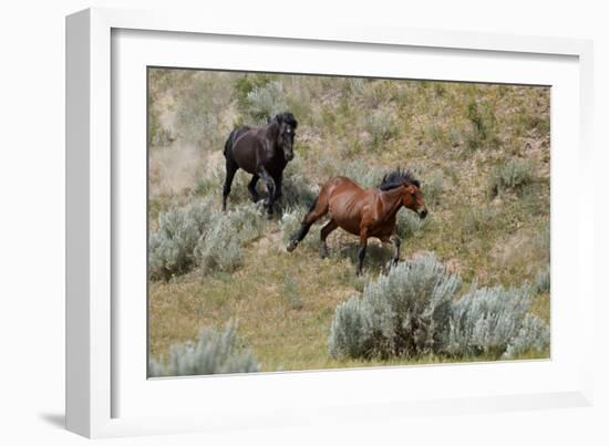 Mustangs of the Badlands-1474-Gordon Semmens-Framed Photographic Print