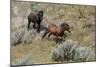 Mustangs of the Badlands-1474-Gordon Semmens-Mounted Photographic Print