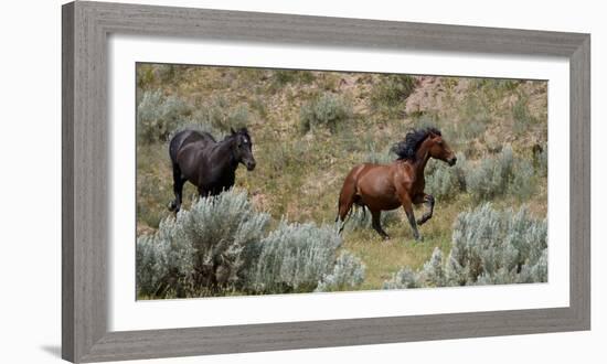 Mustangs of the Badlands-1475-Gordon Semmens-Framed Photographic Print