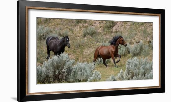 Mustangs of the Badlands-1475-Gordon Semmens-Framed Photographic Print