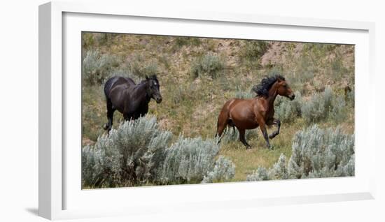 Mustangs of the Badlands-1475-Gordon Semmens-Framed Photographic Print