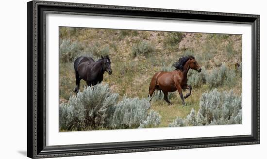 Mustangs of the Badlands-1475-Gordon Semmens-Framed Photographic Print