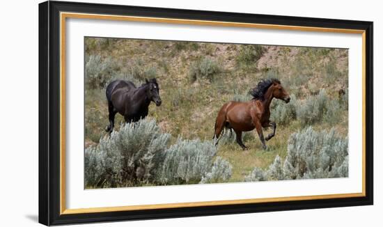 Mustangs of the Badlands-1475-Gordon Semmens-Framed Photographic Print