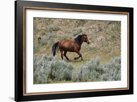 Mustangs of the Badlands-1476-Gordon Semmens-Framed Photographic Print