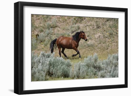 Mustangs of the Badlands-1476-Gordon Semmens-Framed Photographic Print