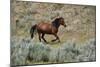 Mustangs of the Badlands-1476-Gordon Semmens-Mounted Photographic Print