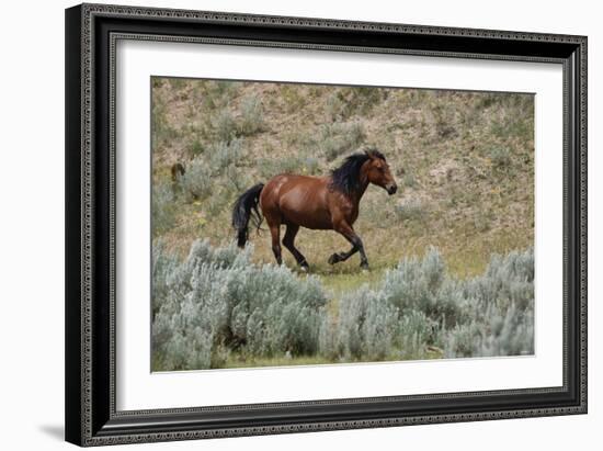 Mustangs of the Badlands-1476-Gordon Semmens-Framed Photographic Print