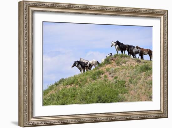 Mustangs of the Badlands-1501-Gordon Semmens-Framed Photographic Print