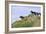 Mustangs of the Badlands-1501-Gordon Semmens-Framed Photographic Print