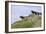 Mustangs of the Badlands-1501-Gordon Semmens-Framed Photographic Print