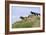 Mustangs of the Badlands-1501-Gordon Semmens-Framed Photographic Print