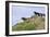 Mustangs of the Badlands-1501-Gordon Semmens-Framed Photographic Print