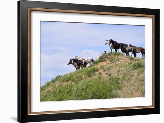 Mustangs of the Badlands-1501-Gordon Semmens-Framed Photographic Print