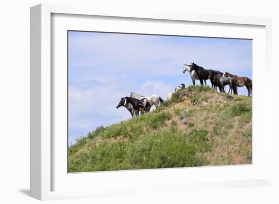 Mustangs of the Badlands-1501-Gordon Semmens-Framed Photographic Print