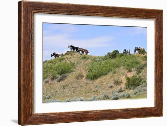 Mustangs of the Badlands-1503-Gordon Semmens-Framed Photographic Print