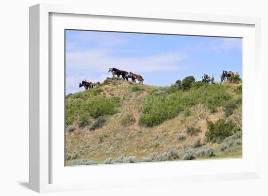 Mustangs of the Badlands-1503-Gordon Semmens-Framed Photographic Print