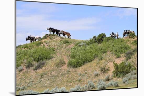 Mustangs of the Badlands-1503-Gordon Semmens-Mounted Photographic Print