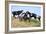 Mustangs of the Badlands-1524-Gordon Semmens-Framed Photographic Print