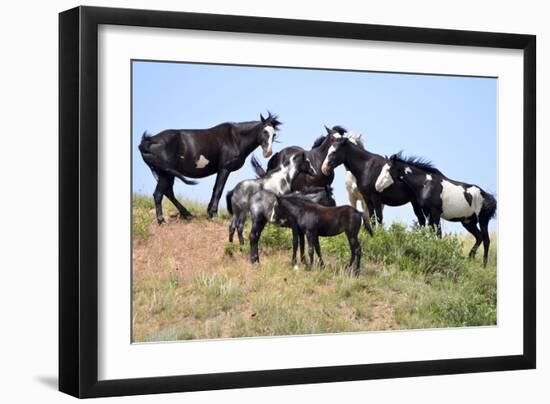 Mustangs of the Badlands-1524-Gordon Semmens-Framed Photographic Print