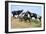 Mustangs of the Badlands-1524-Gordon Semmens-Framed Photographic Print