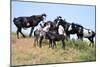 Mustangs of the Badlands-1524-Gordon Semmens-Mounted Photographic Print