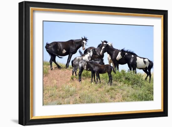 Mustangs of the Badlands-1524-Gordon Semmens-Framed Photographic Print