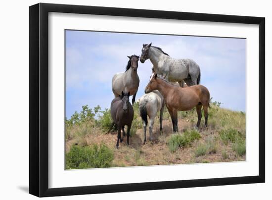 Mustangs of the Badlands-1529-Gordon Semmens-Framed Photographic Print