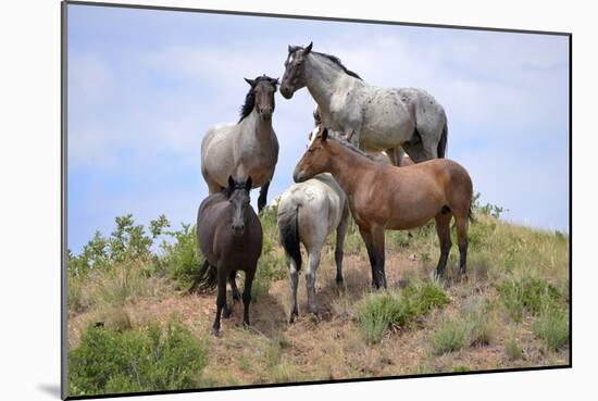 Mustangs of the Badlands-1529-Gordon Semmens-Mounted Photographic Print