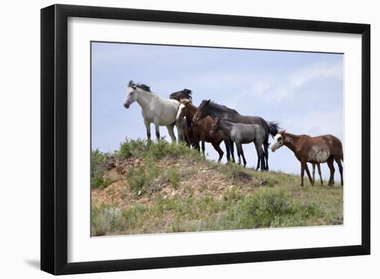 Mustangs of the Badlands-1534-Gordon Semmens-Framed Photographic Print