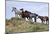 Mustangs of the Badlands-1534-Gordon Semmens-Mounted Photographic Print