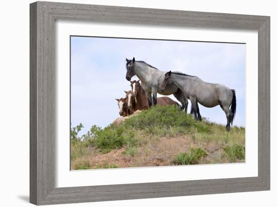 Mustangs of the Badlands-1551-Gordon Semmens-Framed Photographic Print