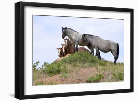 Mustangs of the Badlands-1551-Gordon Semmens-Framed Photographic Print