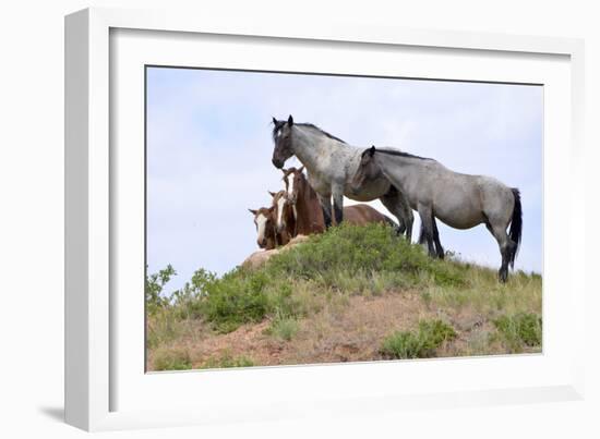 Mustangs of the Badlands-1551-Gordon Semmens-Framed Photographic Print