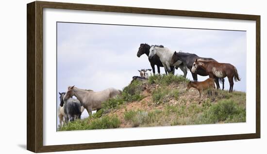 Mustangs of the Badlands-1561-Gordon Semmens-Framed Photographic Print