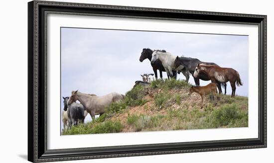 Mustangs of the Badlands-1561-Gordon Semmens-Framed Photographic Print