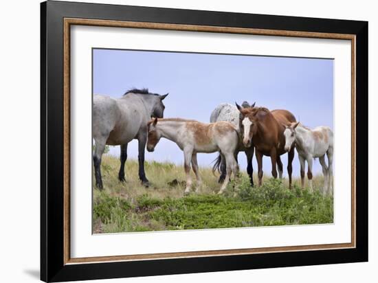 Mustangs of the Badlands-1582-Gordon Semmens-Framed Photographic Print