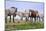 Mustangs of the Badlands-1582-Gordon Semmens-Mounted Photographic Print