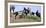 Mustangs of the Badlands-1588-Gordon Semmens-Framed Photographic Print