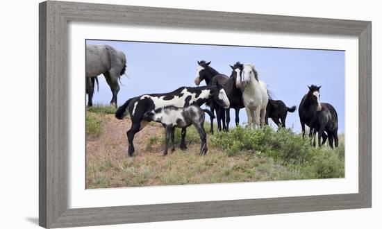 Mustangs of the Badlands-1588-Gordon Semmens-Framed Photographic Print