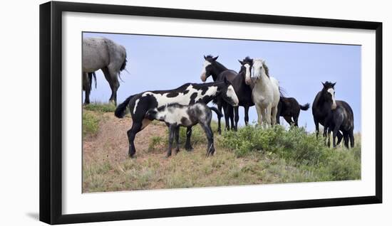 Mustangs of the Badlands-1588-Gordon Semmens-Framed Photographic Print