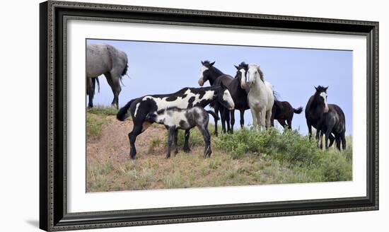 Mustangs of the Badlands-1588-Gordon Semmens-Framed Photographic Print