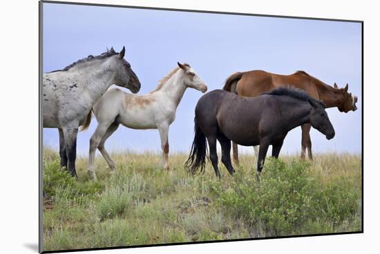 Mustangs of the Badlands-1597-Gordon Semmens-Mounted Photographic Print