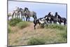 Mustangs of the Badlands-1610-Gordon Semmens-Mounted Photographic Print