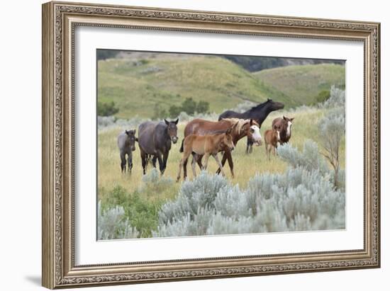 Mustangs of the Badlands-1621-Gordon Semmens-Framed Photographic Print